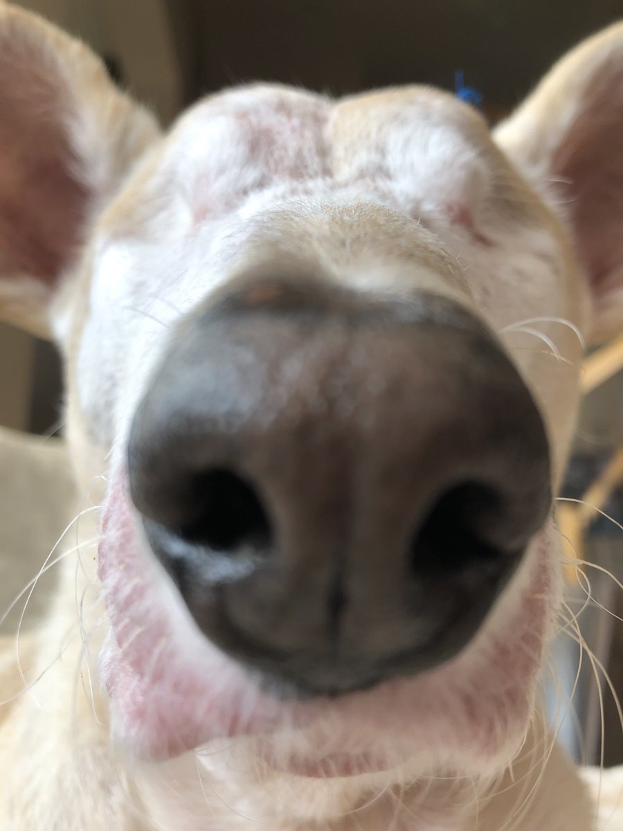 Who’s gonna leave a boop for Cabo?