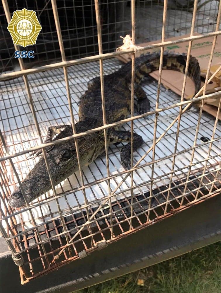 PrensaCDMX's tweet photo. COCODRILO ABANDONADO EN CALLES DE LA #ALCALDÍA #GAM FUE RESCATADO POR PERSONAL DE LA #BrigadaAnimal de la @SSC_CDMX 

El cocodrilo fue dejado en la puerta de una casa ubicada en la colonia CTM Atzacoalco

El espécimen se encontraba...

MÁS INFO EN:
https://t.co/AxTtsxTIGH https://t.co/y1Uqx2C9uV