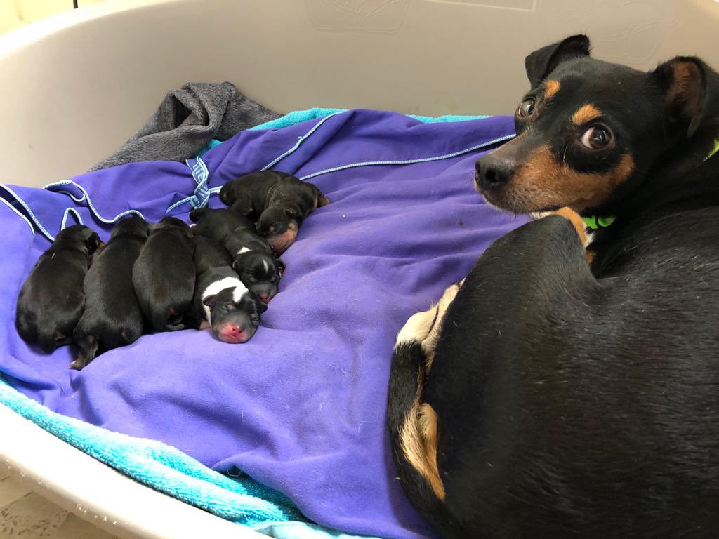 Ya están aquí🥳

Nuestra súper mami Dama, aquella a la que algún desalmado dejó en el Zoosanitario embarazada, pudo salir en acogida para tener un parto digno❤️

Pd: NO ESTÁN EN ADOPCIÓN