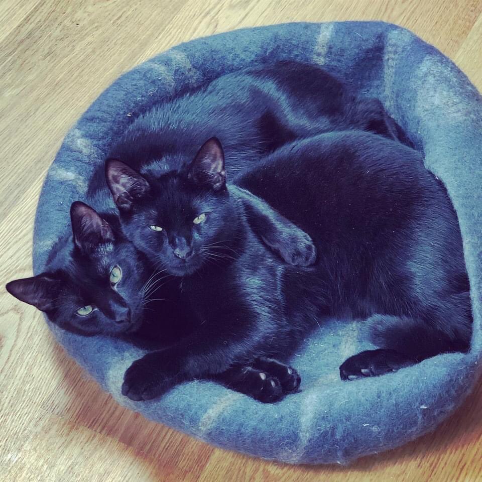 Happy 1st birthday Bertie and Basil!❤️❤️❤️