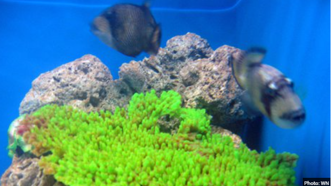 Why there is hope that the world’s #coral reefs can be saved
#Ocean #Coral #climatechange
https://t.co/lNqYipJBvh https://t.co/HLiJ6PrmcA