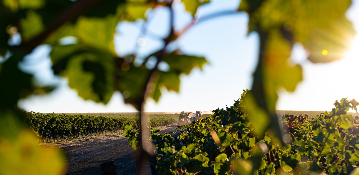fourfeatherswa's tweet photo. With an extreme freeze on the horizon, our crews are hard at work to bring in the last of our Cabernet grapes!
https://t.co/j3AIfzkQ08
#FourFeathersWineEstates #WashingtonWine #vineyards #winery #wine #wines #redwine #cabernet #bulkwine #customcrush #customwine #winebusiness https://t.co/cTruT8WIJh