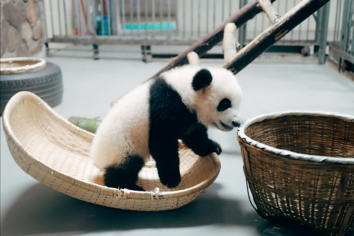 DrMattCrowson's tweet image. Spark vs Pandas, part 1 — Pandas dlvr.it/Rk3vhb #spark #pythonpandas