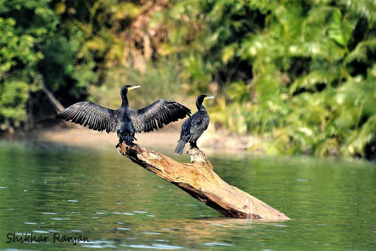 #BirdsonBanks @IndiAves #birding #birdsphotography #birds #piedkingfisher #indianspotbilledduck #cormorant #kingfisher #corbett #kabini #nagarhole #katarniaghat #UttarPradesh #Uttarakhand #Karnataka