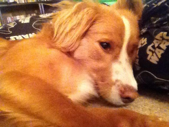 alivanessa9's tweet image. 7 years ago, today, I adopted Lady! And here is here is her very first picture I took. #rescuedogs #family #lifetimecommitment