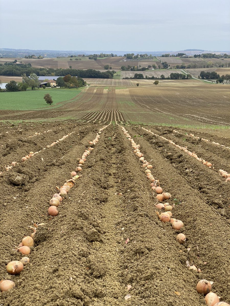 C’est partie ! Mise en route chez <a href="/damF032/">Damien Fave</a> des plantations d’oignons semences. Encore plus de précision cet année grâce au guidage d’outil <a href="/Trimble_Ag/">Trimble</a> true tracker et interface @LAFORGESystems
