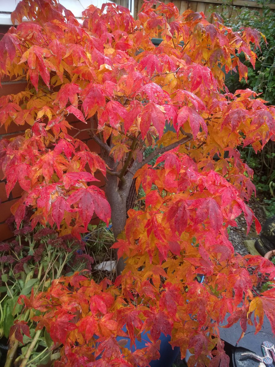irisebloom's tweet photo. Leaves on my Acer at Brinscall, Chorley Lancashire. Iris. https://t.co/hGWKyUlHov