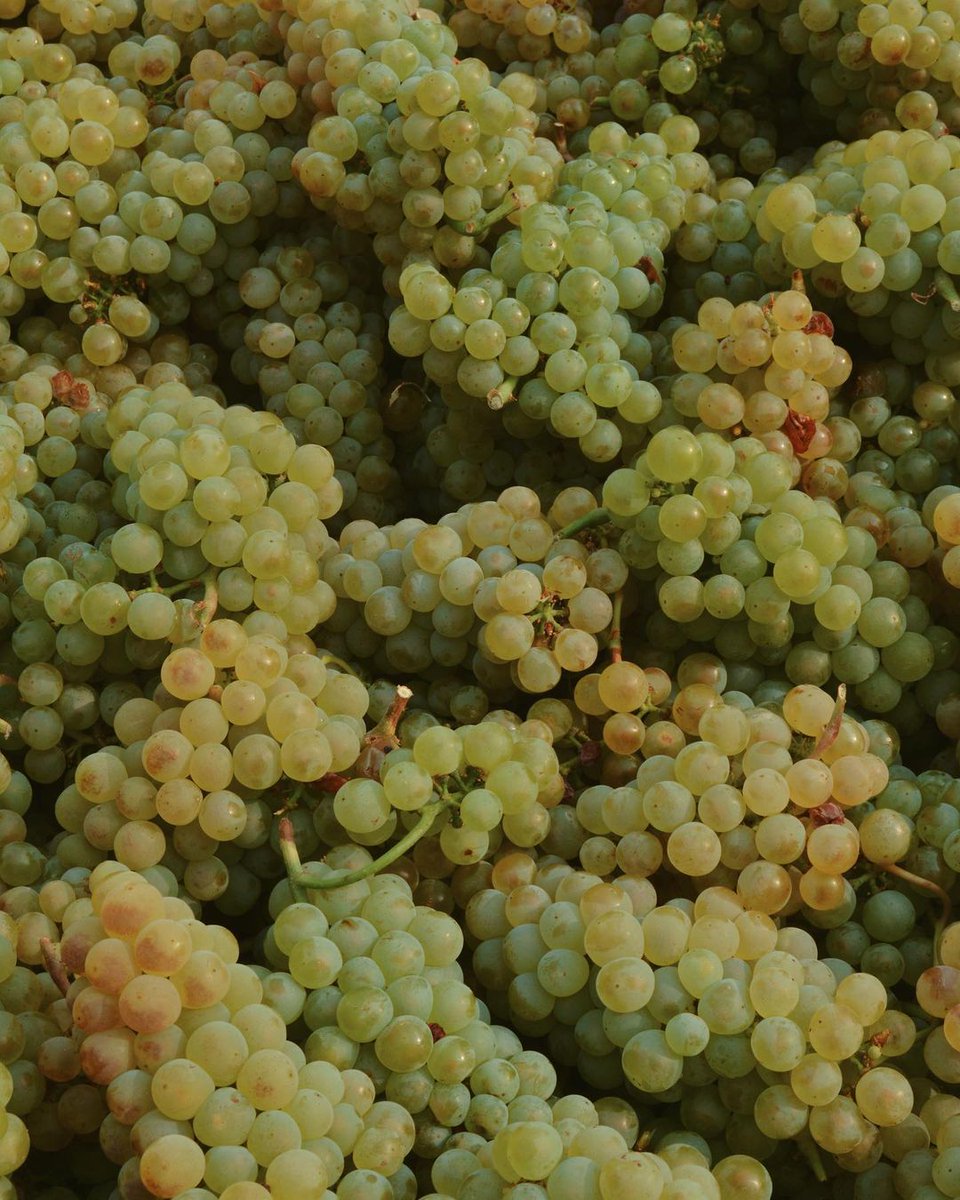 Here’s our beautiful #Chardonnay from #Osoyoos. instagram.com/p/CFaU2ILh18M/