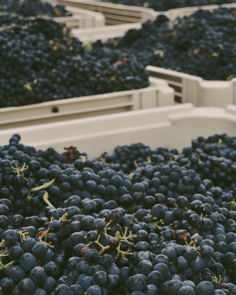 Our juicy #Gamay! 🍇instagram.com/p/CFsflJ7B7lo/