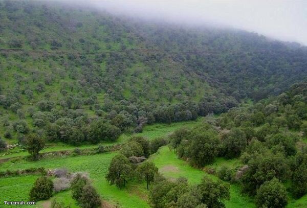 SH7_AmRi's tweet photo. #حريق_تنومه

صوره بحالتين مختلفتين ،  اللهم إنا نستودعك الجنوب 😢❤️. https://t.co/SvxCU4YKk2