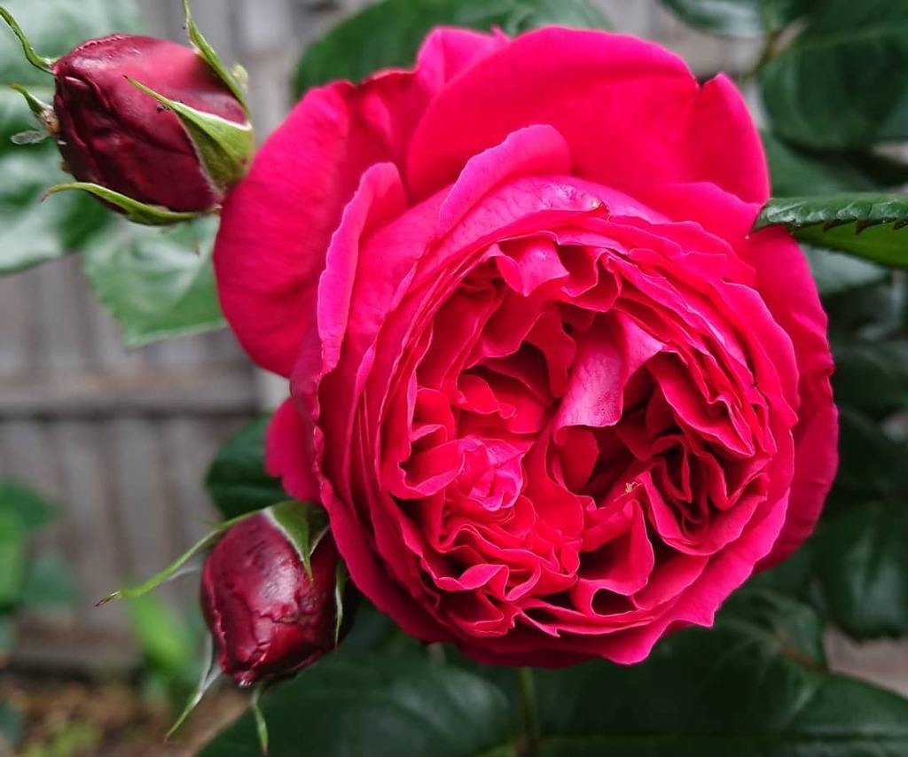 EndersbyArt's tweet image. Today's rose is a Red Pierre de Ronsard climber which I have growing in a half wine barrel on an obelisk.

#redroses #springinmelbourne #rosegarden instagr.am/p/CGn4VrSnJy6/
