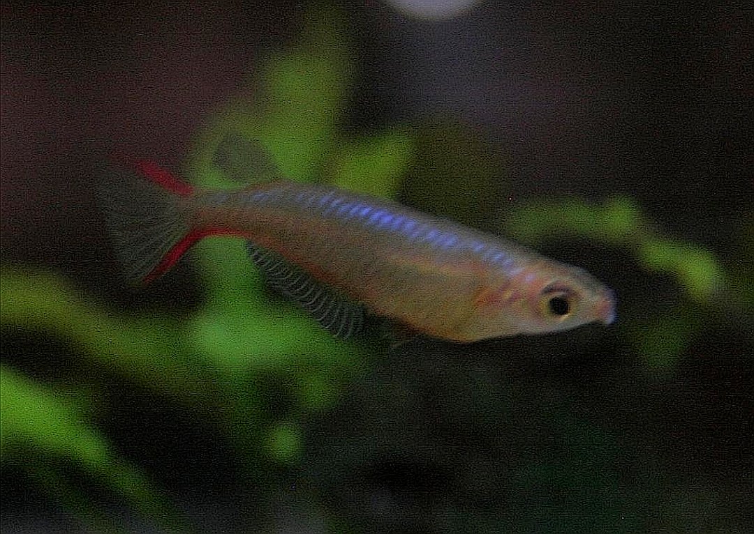 タム 青いメダカシリーズ最後が オリジアス アシヌア です が 写真ゴメンなさい 汗 ウォラシ ウォウォラエと比べると体がスレンダーで青味が背ビレ側に薄 く乗る でもこの写真じゃわからないですねw でも こんな種がいるんです T Co