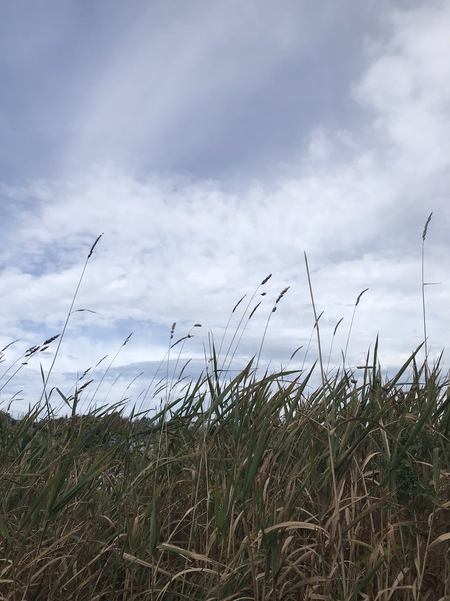 MsECPower's tweet image. Lying in the grass watching the clouds cross Mundy Pond is a great way to spend the day! ☀️
@StTeresasSchoo1