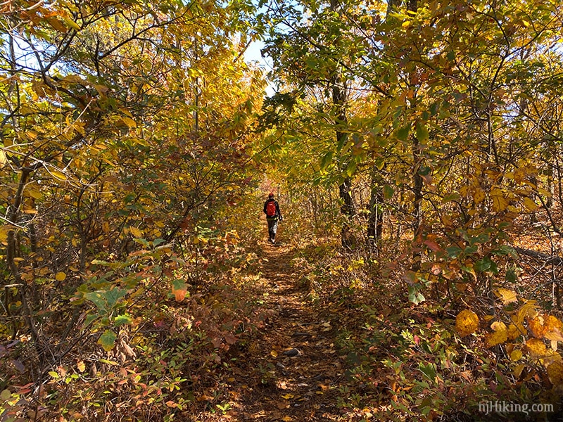 njhiking's tweet photo. High Point State Park [Sussex County, NJ] – Foliage photos from 10/17/20.  #njhiking #highpointstatepark #njfall #njfoliage #njfallfoliage

This area should still be at peak color, or just starting to move past peak this weekend. 

Hike it —>  https://t.co/ZGy6k1IEOt https://t.co/PBB85Zmp5j