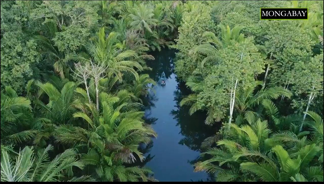 The communities living closest to these commercial plantations where forest once stood will continue to pay a heavy price for the #palmoil we use everyday. 
Via <a href="/mongabay/">Mongabay</a> 

youtube.com/watch?v=PwVx6C…