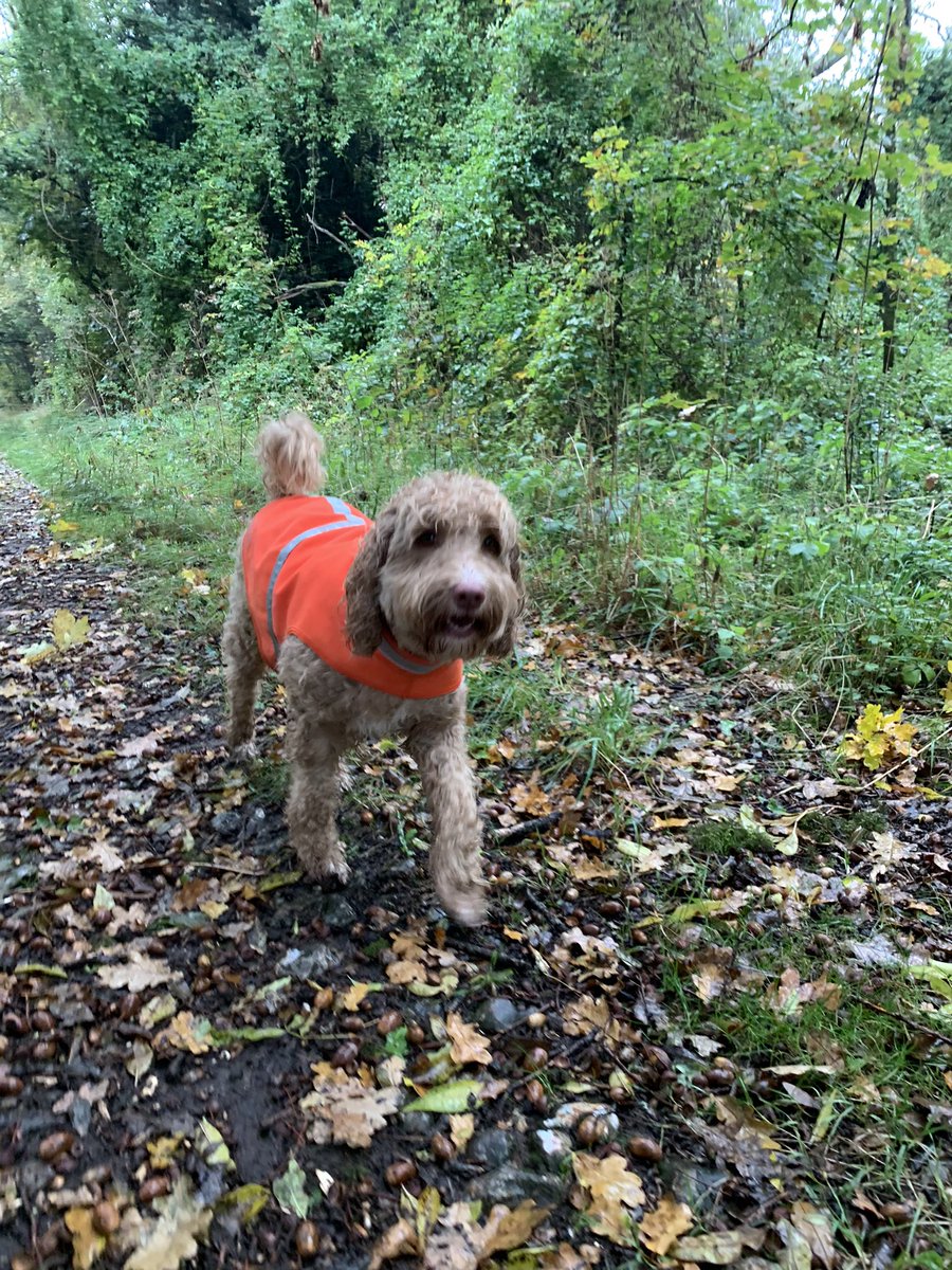 perkinspets's tweet photo. Less of the walking today - more like swimming! 🌧 https://t.co/s8oIEkp6k7