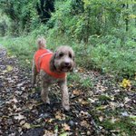 Photo by Perkins Pet Services (@perkinspets)