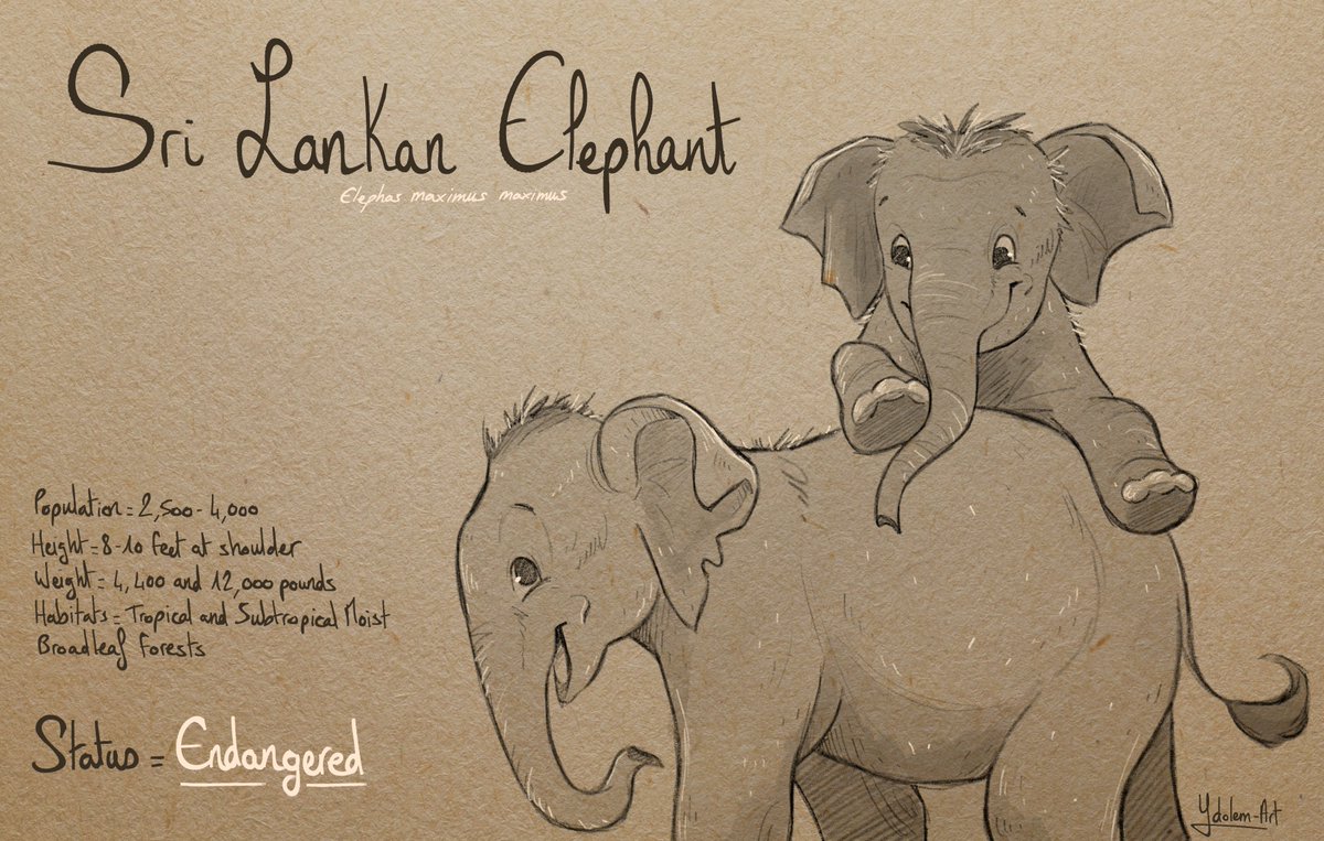 YdolemArt's tweet photo. Inktober day 21 : Sri Lankan Elephant
source : @WWF
#inktober #inktober2020 #animals #animal #endangeredspecies #elephant #srilanka #wwf #illustration #sketch #art #nature #livingplanetreport #LPR20 #livingplanet #climatchange #climateemergency https://t.co/3CQcq6JMcb
