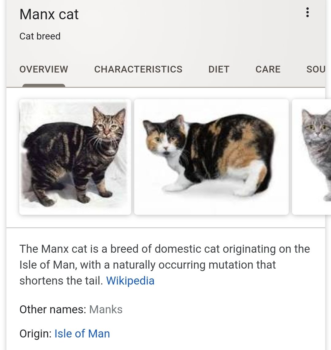 Now let's get to the @ManxTabitha, Tabitha is pretty clearly supposed to be Tabby's name. But what about Manx, what does Manx mean?Manx is the name of a breed of cat who's origin is the Isle of Man. It is also the name of the language and people from the same place.