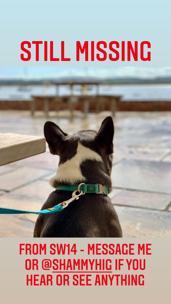 Please retweet: Lost or stolen from SW14, reward for his safe return, or we’ll buy him back no questions asked. He’s part of our family and our home is less without him. More info here: doglost.co.uk/dog-blog.php?d…