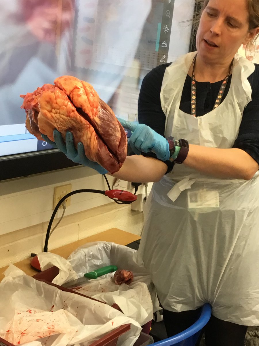 OlkimGar's tweet image. The children were amazing, their questions and comparisons were phenomenal.  #messy #reallifecontexts #CosyChat