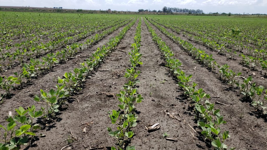 After rain yesterday, seems the soybean plants has jumped out #agro #brazil