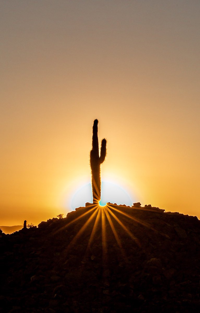 Wait_sea's tweet image. Un peu de douceur. #Chili