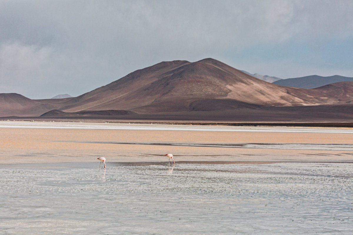 Wait_sea's tweet image. Un peu de douceur. #Chili