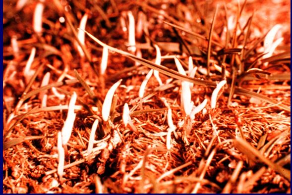 New turf blog from Iowa State.  Watch for germinating sclerotia of gray snow mold.
extension.iastate.edu/turfgrass/blog…