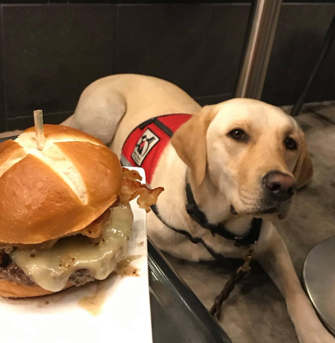 servicedogsva's tweet image. Bonnie is here to tell you that the Burger Bach Reuben smells fabulous! Head to a Burger Bach in Charlottesville, Short Pump, Midlothian, or Durham and order the Bach Reuben. Your purchase of the Reuben this month supports our work and satisfies your hunger! @BurgerBach #yummy