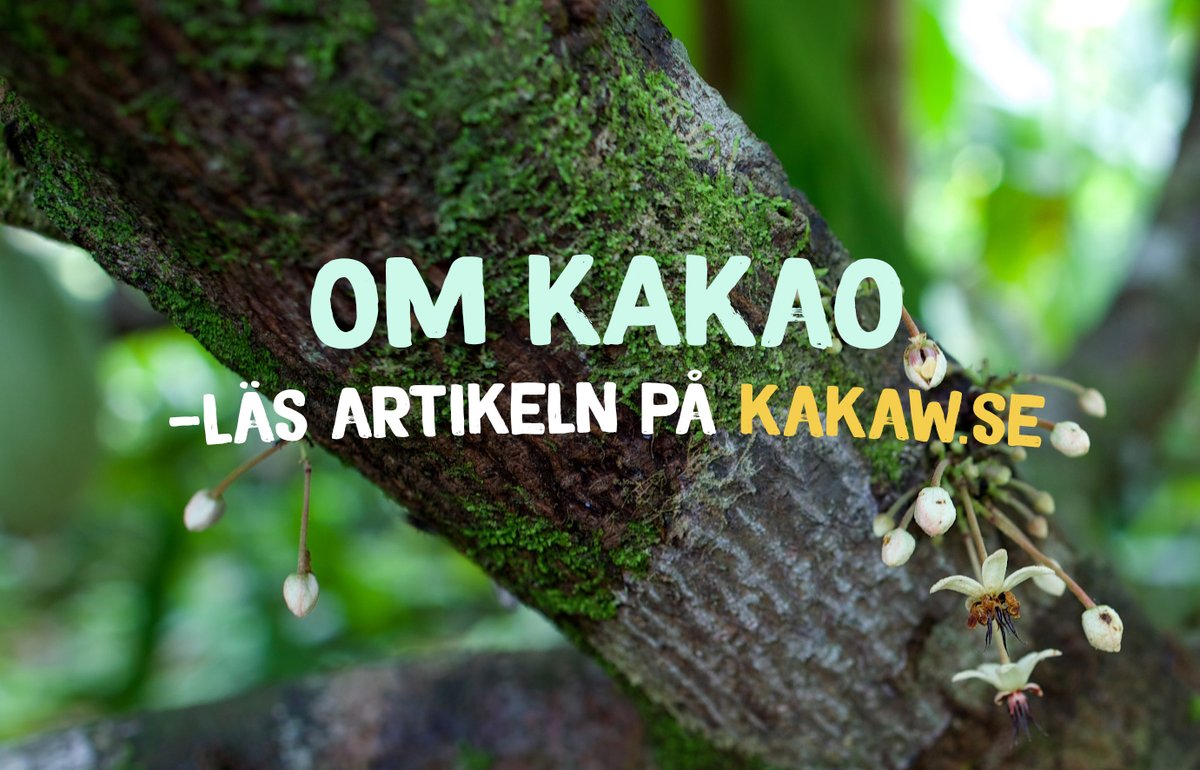 Om du är intresserad av att lära dig mer om kakaons naturhistoria och genetik så finns artikeln Om Kakao att läsa på Kakaw.se #choklad #hantverkschoklad #beantobar #kakao #biologi #naturhistoria
