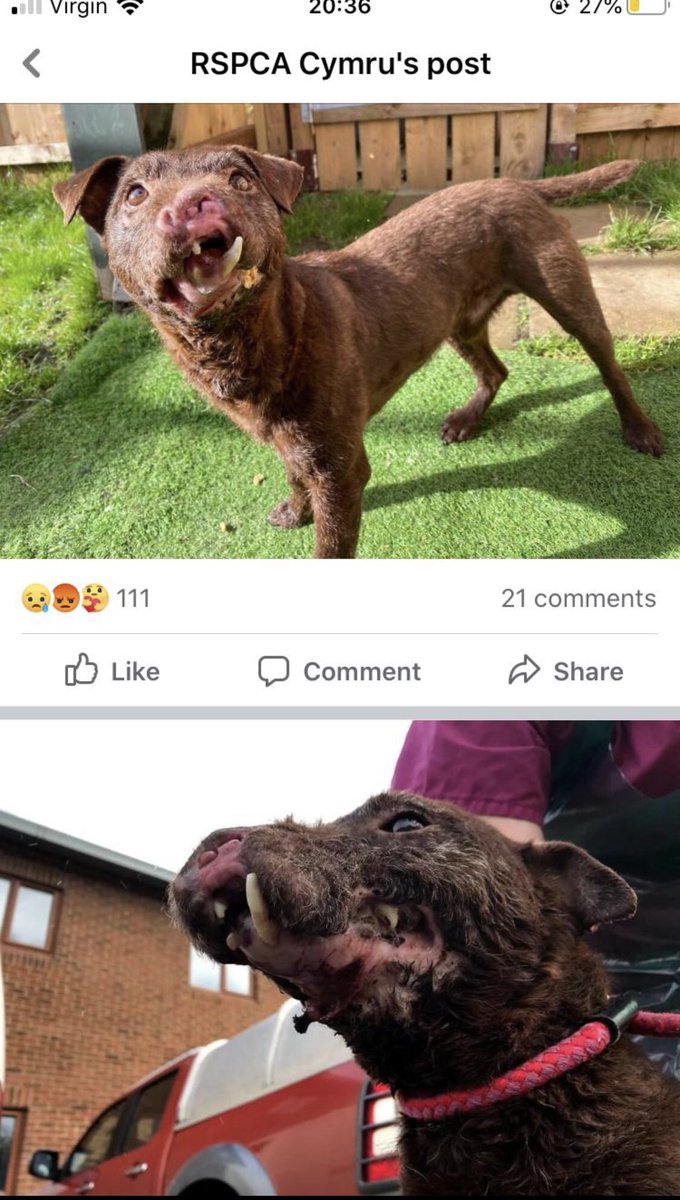 These are the injuries inflicted by badger baiters on their dogs by forcing them down badger setts just like terriermen on hunt days force their dogs down badger setts to flush foxes out 😡😡😡