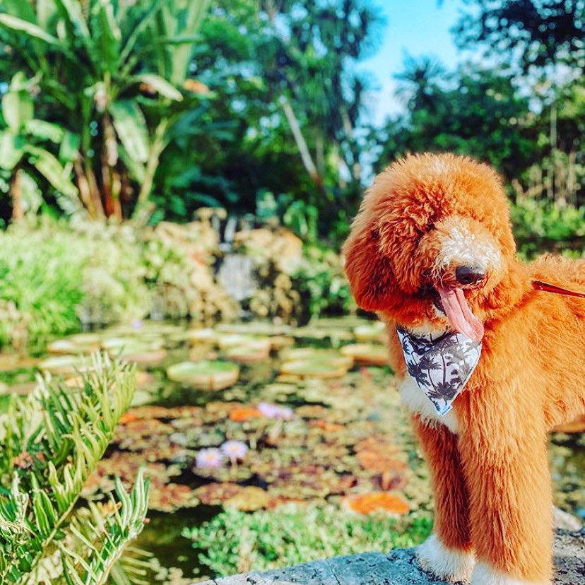FairchildGarden's tweet photo. Tomorrow is Thursday...Woof! Woof!...that means Dog Date afternoon at the Garden! Come walk, socialize, and enjoy some quality time with your humans! ๐ถ ๐๐พ
https://t.co/rVyOeIJtS9
#fairchildtropicalbotanicgarden #beautifulplaces #dogdates https://t.co/jpdqBbqiVh