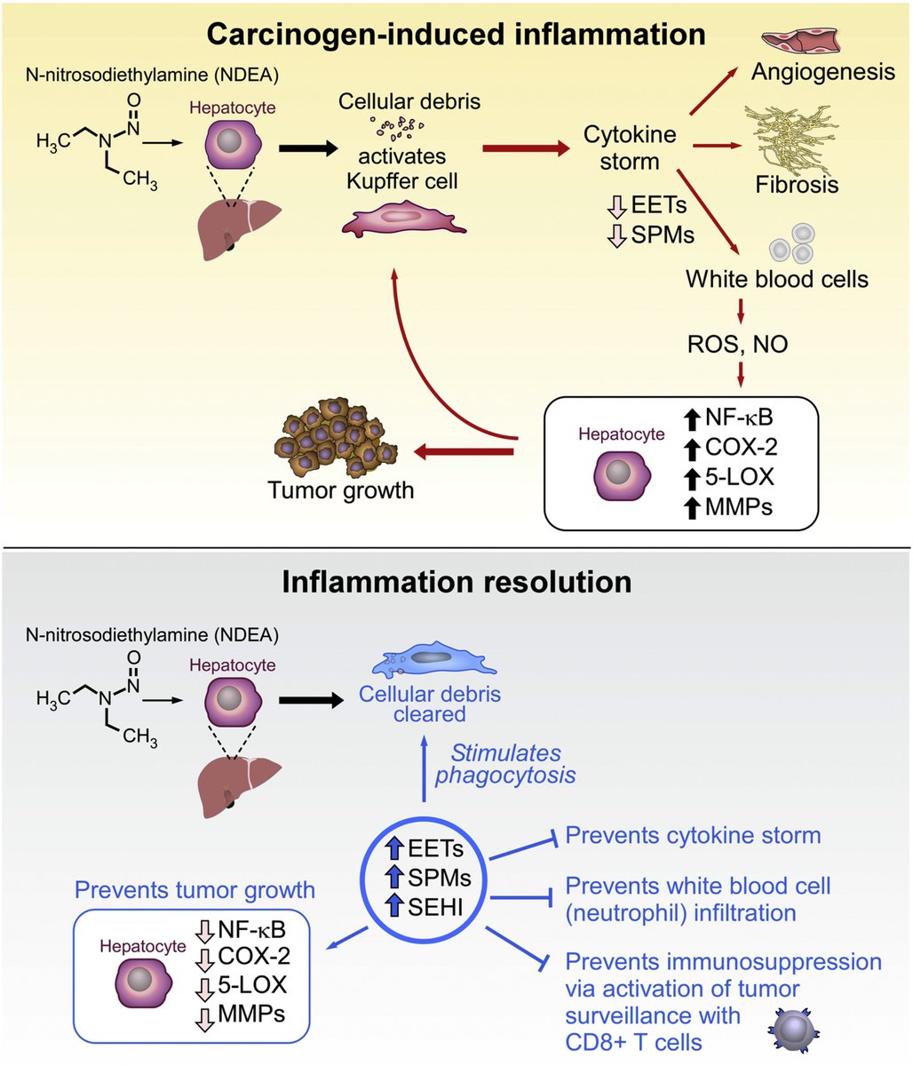 @foundmyfitness @rhg_1 @AnnualReviews And a new important review from @CNSerhanLab, Bruce D. Hammock et al: #Carcinogenesis (& aging/chronic diseases): Failure of resolution of inflammation? (#Omega3 fatty acids are precursors for #SPMs that stimulates/accelerates resolution of inflammation). sciencedirect.com/science/articl…