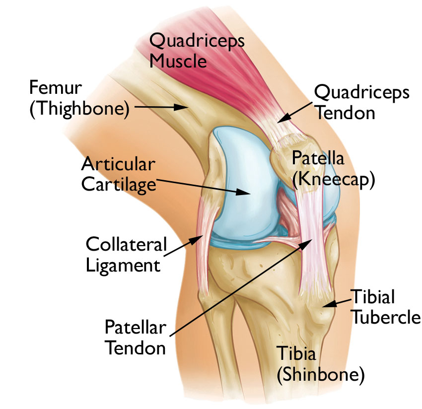 AAOS1's tweet photo. Patellofemoral pain syndrome is a broad term used to describe pain in the front of the knee/kneecap. It's sometimes called "runners knee" or "jumpers knee" bc it's common in people who participate in sports. #OrthoInfo shares home remedies to improve pain: https://t.co/D8g1SrIonU https://t.co/c9Ea0hVfMT