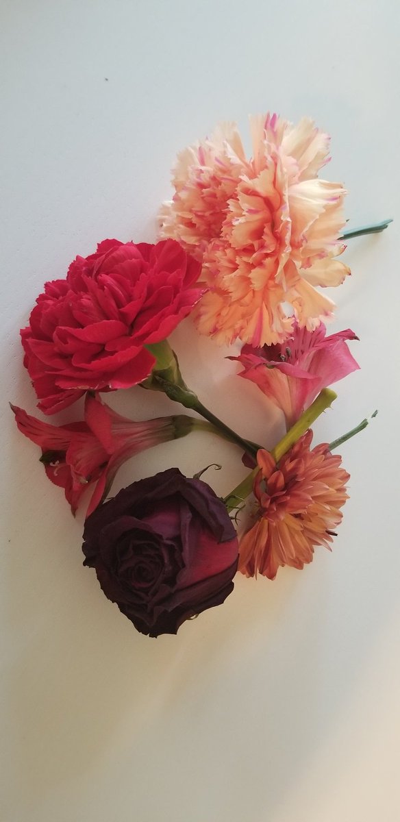 Instead of screensharing to add and subtract virtual objects today, my student told me situations where I would lose &amp; grow flowers. I followed along showing my thinking (and making some errors for her to correct me) on my kitchen table #sdwvirtual