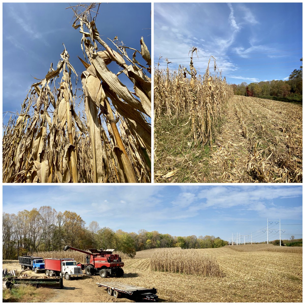 SongDogDC's tweet photo. Perfect harvesting weather on Tuesday! These fields of locally-grown heirloom corn will make more than 100 barrels of our bourbon in the coming months. https://t.co/dWYJaavJ1d