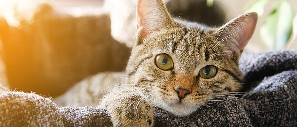 PDXPetDesign's tweet photo. A) Your #cat likely experiences separation #anxiety. B) Blink at your #kitty, deepen your relationship. C) Your cat can actually predict a thunder storm. To learn more about your cat friend's supernatural abilities, read this article from @sciencefocus https://t.co/RO05gZFigT https://t.co/smEUiaN1qR