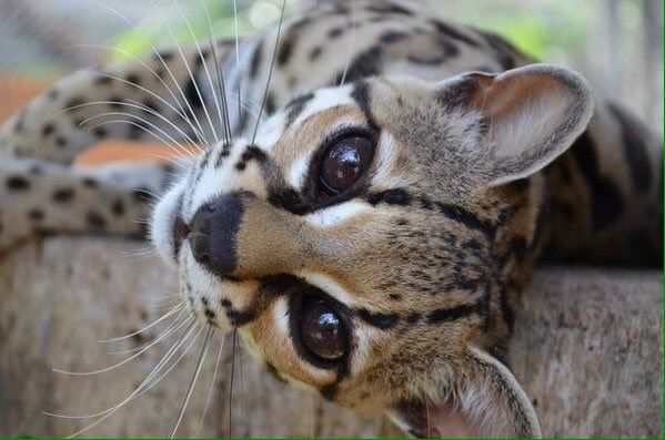 This is a margay and there are only less than 100 of these adorable creatures left in the wild