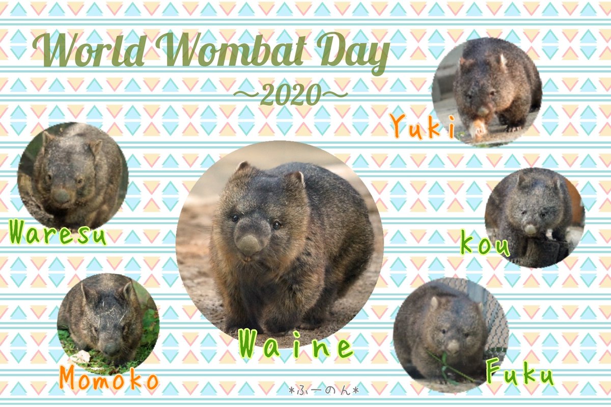 Happy World Wombat Day！
世界中のウォンバットが幸せに暮らせますように✨
#ウォンバット #wombat #五月山動物園 #茶臼山動物園 #ワイン #フク #コウ #ユキ #モモコ #ウォレス #WorldWombatDay