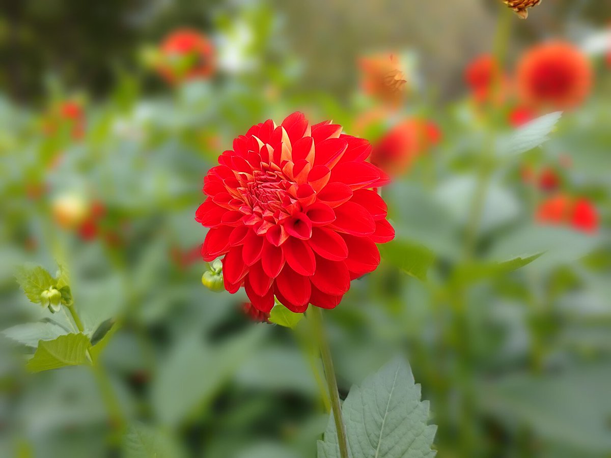 みゅー こんばんは 花はダリアです 種類の名前が レッドバルーンと言うようです 山形県の 川西ダリヤ園で撮影しました