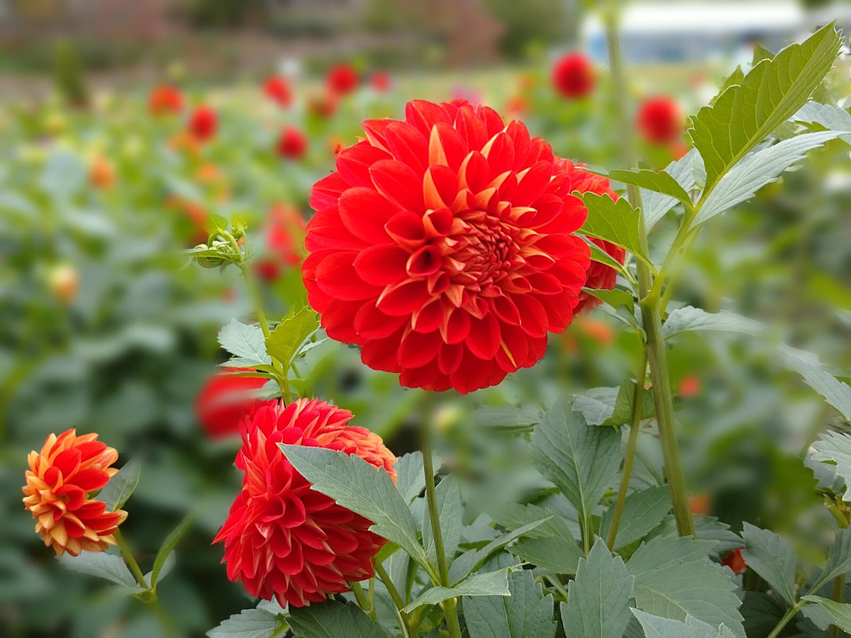 みゅー こんばんは 花はダリアです 種類の名前が レッドバルーンと言うようです 山形県の 川西ダリヤ園で撮影しました