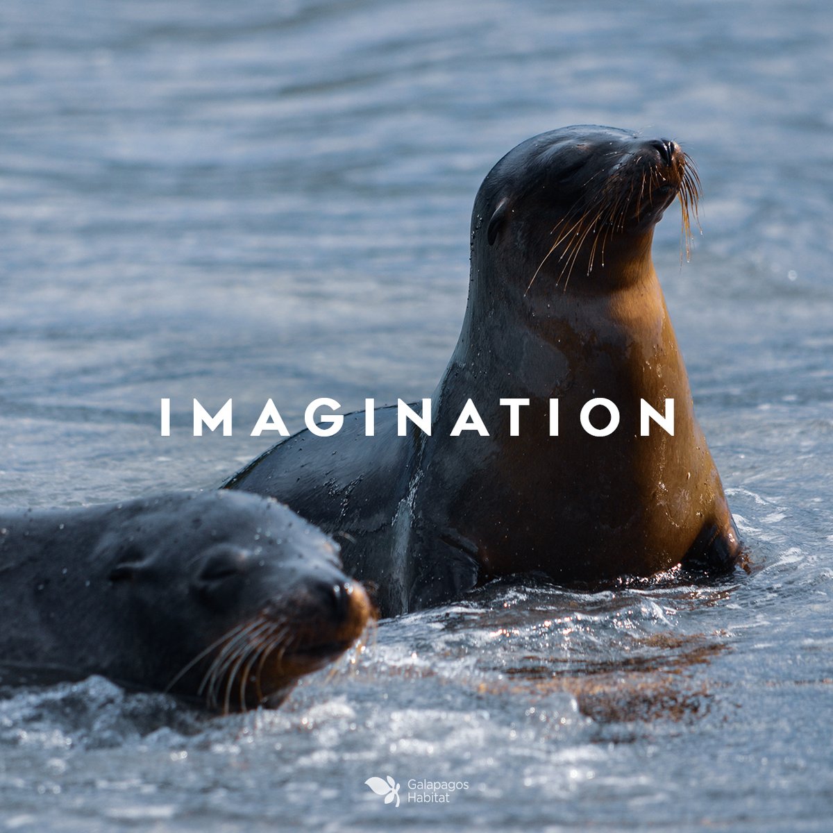 Sea lions are playful in the water, they explore various paths and change direction abruptly, just like your imagination!
.