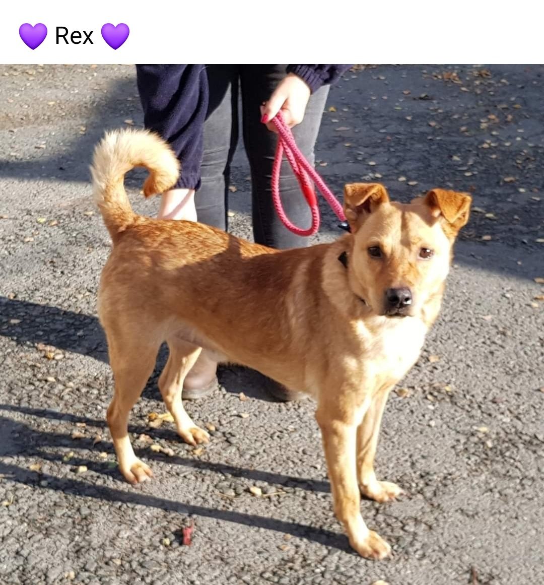 Labus - Helping Homeless Hounds into Homes tweet media