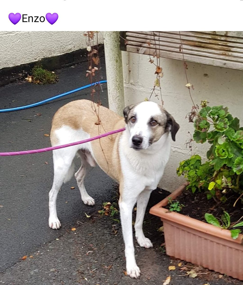 Labus - Helping Homeless Hounds into Homes tweet media