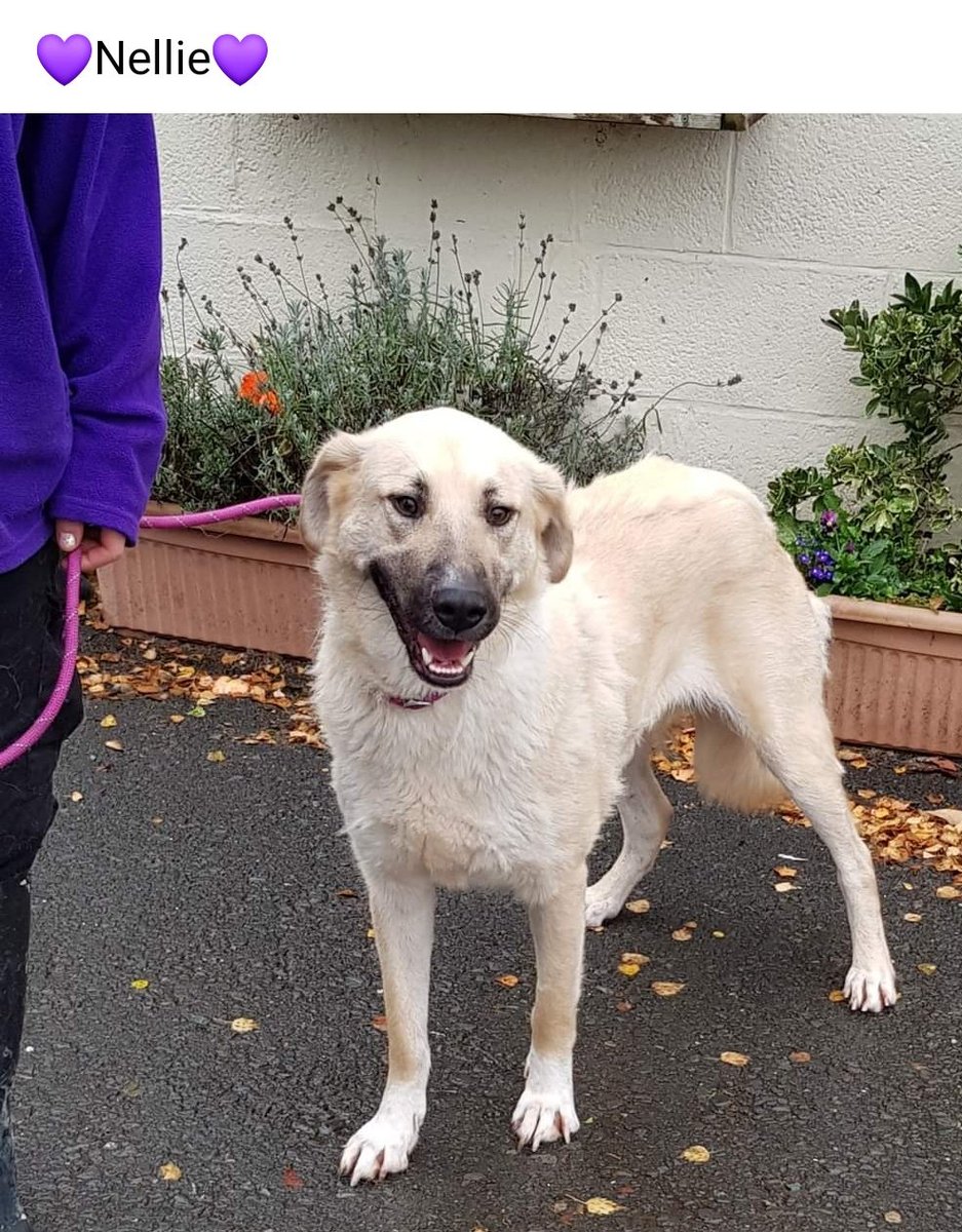 Labus - Helping Homeless Hounds into Homes tweet media
