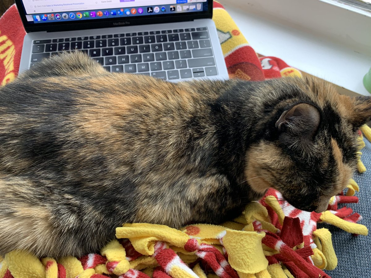 AV_KarenS's tweet photo. Oh hey mom, I see you’re still working but don’t mind me. I’m just going to squeeze into this open spot on your lap... 
#catsofAV #avtweeps https://t.co/Bpblh7VI31