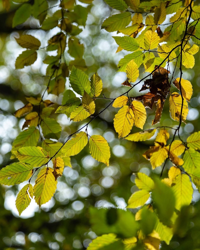 eosgreg's tweet photo. Turning leaves.
#autumn #leaves #southlondon #dulwich #dulwichwoods #autumnlight #canon #eos6d #lglass #ukshooters #uknature #ukwoodland #woods #woodland #changingseasons #seasons https://t.co/OdAmTFnDH1
