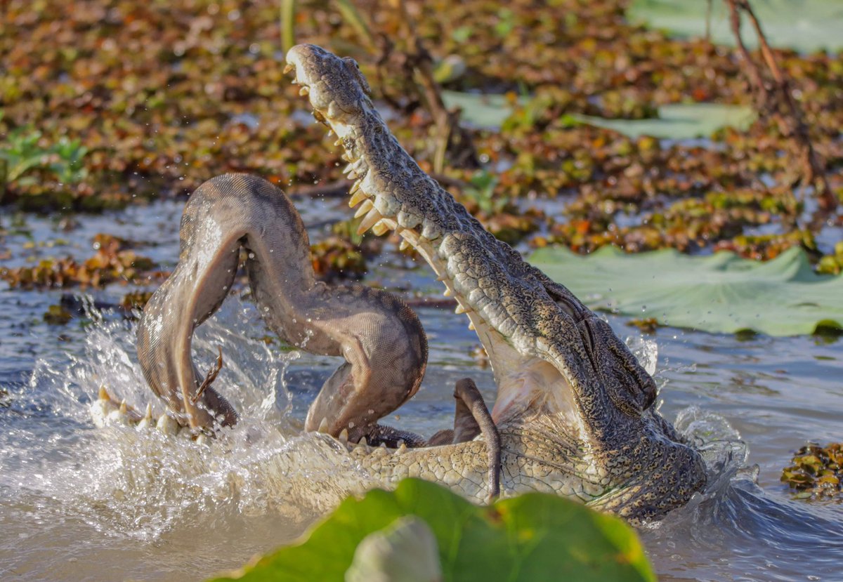 Peter Hook (@hookcomms) on Twitter photo There's a new plan to revive tourism in
<a href="/KakaduNationalP/">Kakadu National Park</a>, but when you see crocs in action every day on Yellow Water, what more incentive do you need to visit? #Kakadu rb.gy/xwpink There's a new plan to revive tourism in
<a href="/KakaduNationalP/">Kakadu National Park</a>, but when you see crocs in action every day on Yellow Water, what more incentive do you need to visit? #Kakadu rb.gy/xwpink