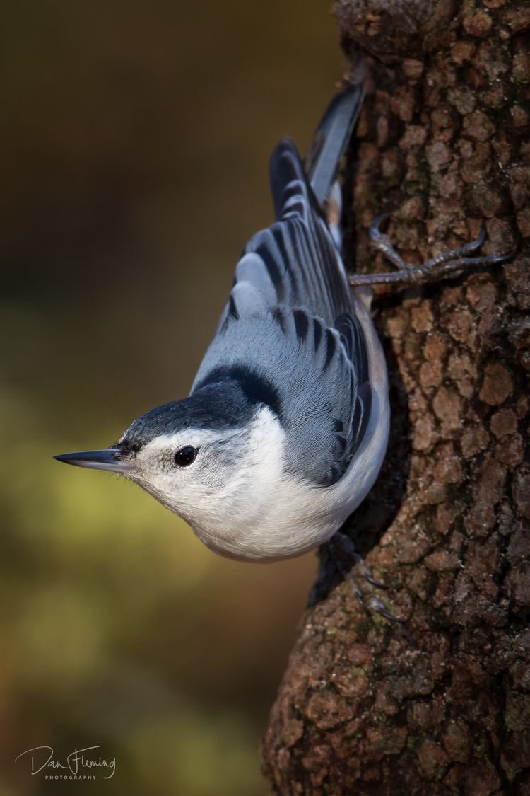 There’s a tiny little Blue bird
that flies in the Sky 
with a cap on top of his head. 

He bounces on the trunk of the trees 
sideways from you & me.

He lands on the feeder 
Then flies away with the Sunset ~
Faraway from you & me✨
Dragonfly ~ #poetry 
#WhiteBreastedNuthatch✨
